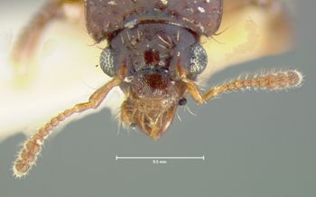 Media type: image;   Entomology 6526 Aspect: head dorsal view